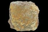 Ordovician Graptolite (Araneograptus) Plate - Morocco #126417-2